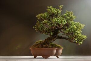 bonsai ph pixabay